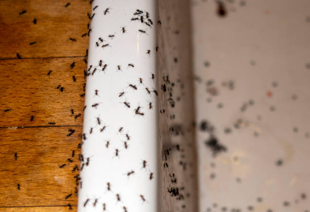 Best Commercial Pest Control Services  in Oronogo, MO